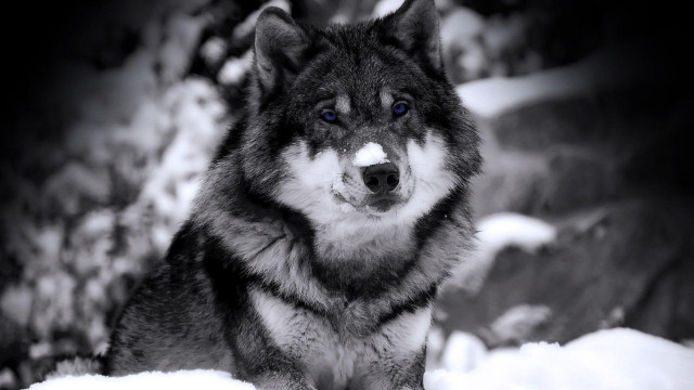 Wolf blue eyes snow camera #2 free wallpaper - medium preview image