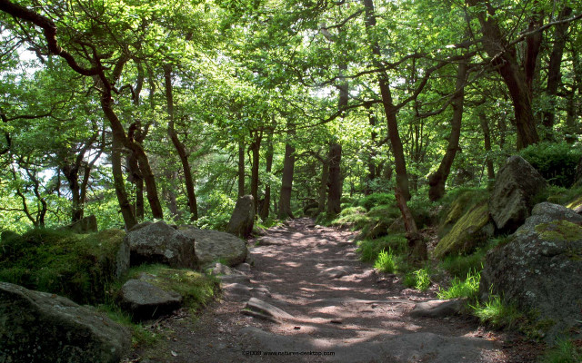 Dirt path forest rocks trees free wallpaper - medium preview image