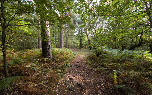 Forest path woods ferns trail free wallpaper - medium preview image