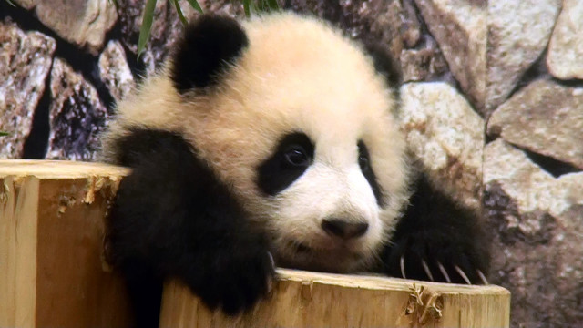 Panda bear sitting wooden post free wallpaper - medium preview image