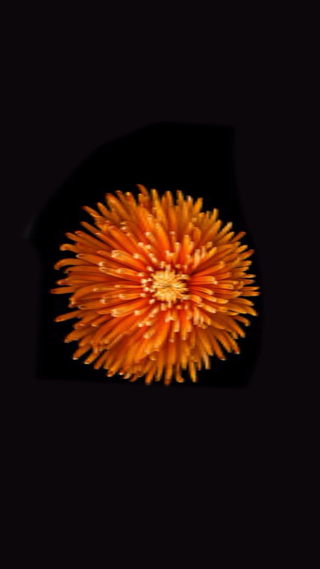 Flower dark background black border free wallpaper - medium preview image