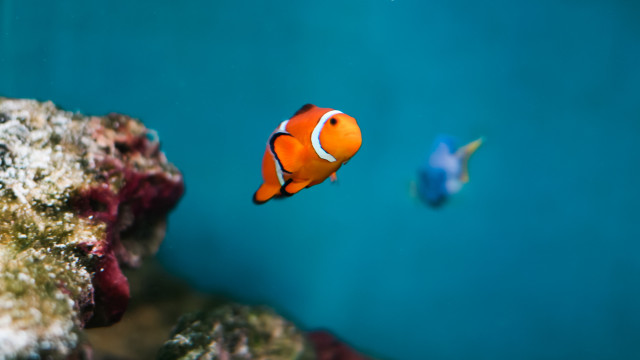 Clown fish aquarium blurry blue free wallpaper - medium preview image