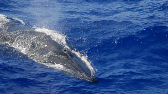 Dolphin ocean splash water aurora free wallpaper - medium preview image