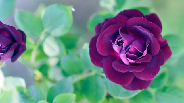 Purple rose garden macro rich free wallpaper - medium preview image