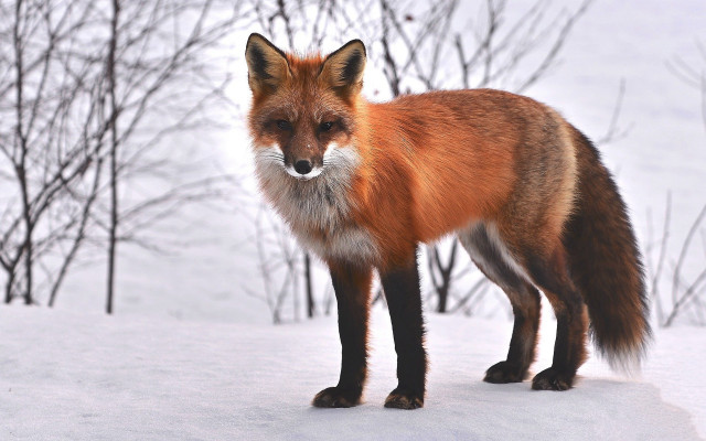 Red fox snow nature blurry free wallpaper - medium preview image