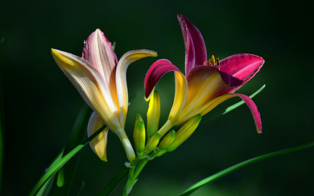 Flower pair green gradient macro free wallpaper - medium preview image