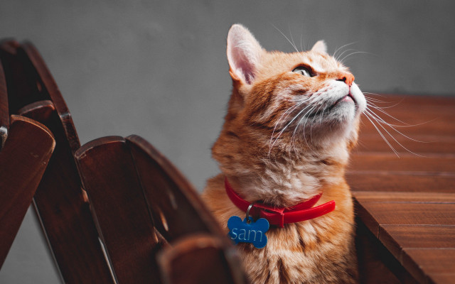 Cat bench looking up collar free wallpaper - medium preview image