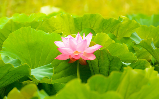 Pink flower green field water free wallpaper - medium preview image