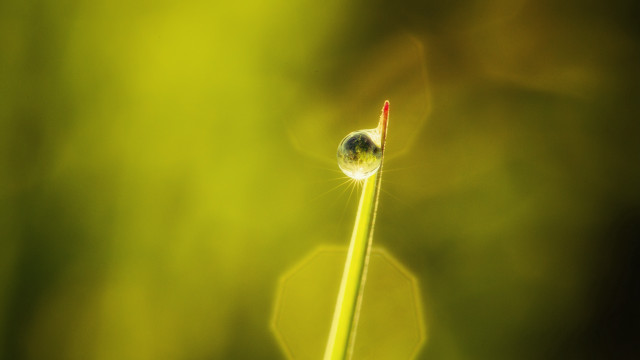 Green plant bug macro glowing free wallpaper - medium preview image
