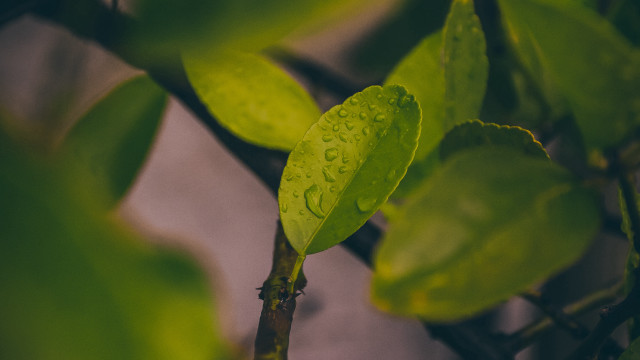 Green leaf water drops gray free wallpaper - medium preview image