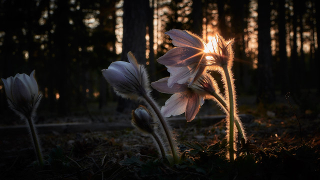 Two flowers forest sunset sunlight free wallpaper - medium preview image