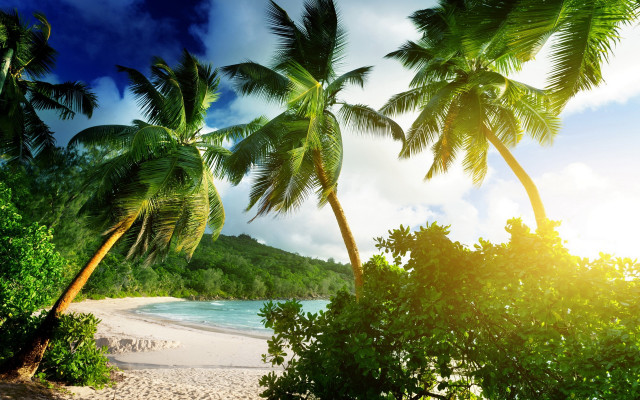 Beach palm trees ocean sun free wallpaper - medium preview image