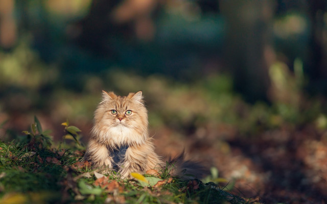 Cat grass blurry background bokeh free wallpaper - medium preview image