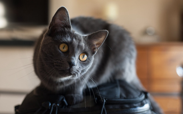 Cat black bag table dresser #2 free wallpaper - medium preview image