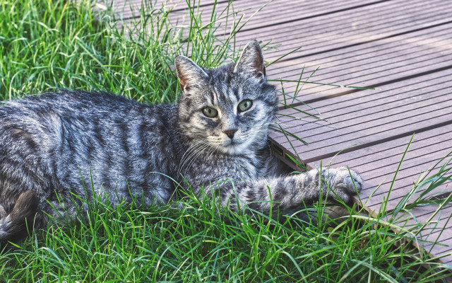 Sad cat in grass outdoors #4 free wallpaper - medium preview image