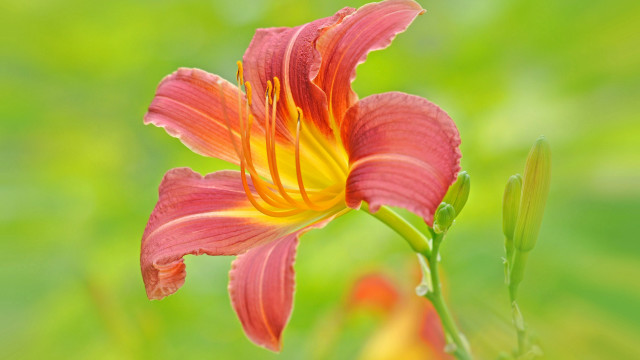 Red yellow flower green blurry #2 free wallpaper - medium preview image