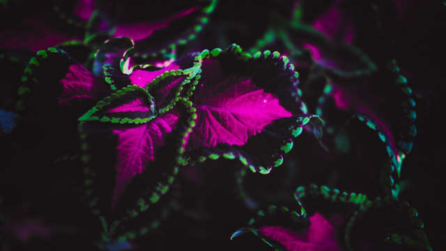 Purple green leaves glowing butterfly free wallpaper - medium preview image