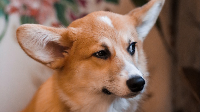Sad shiba dog couch flower free wallpaper - medium preview image