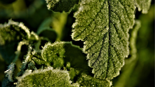 Frosty green leaf macro nature free wallpaper - medium preview image