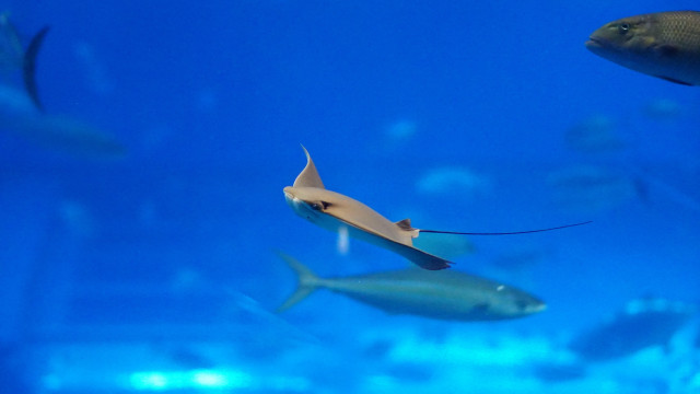 Fish aquarium blue background hologram free wallpaper - medium preview image