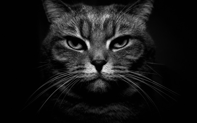 Cat face black white stripe free wallpaper - medium preview image