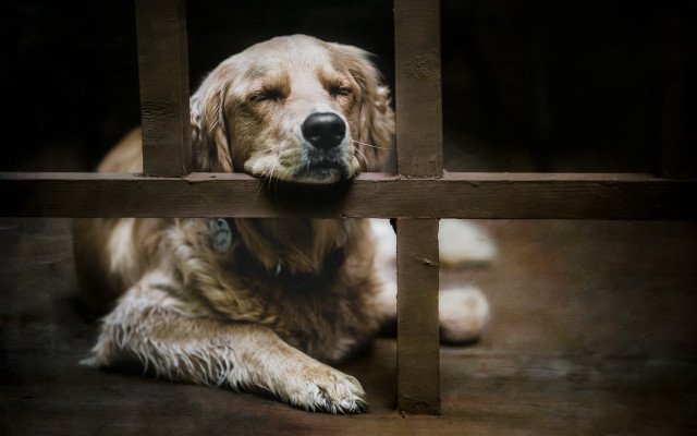 Dog fence window photorealistic painting free wallpaper - medium preview image