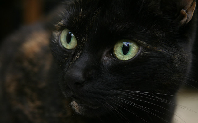 Black cat green eyes serious #3 free wallpaper - medium preview image