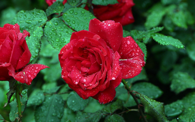 Red roses water droplets macro #5 free wallpaper - medium preview image