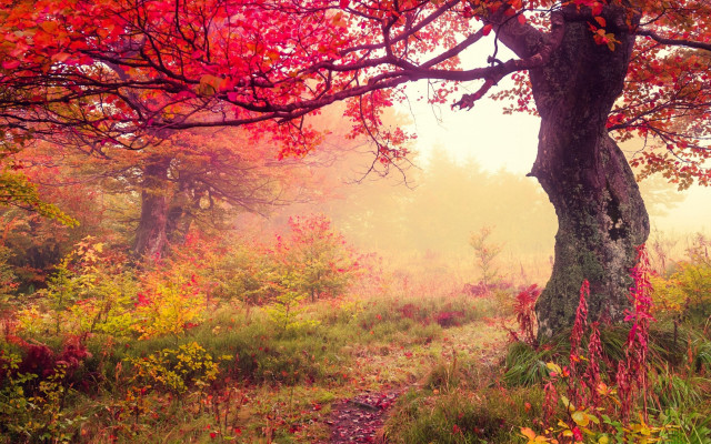 Forest path autumn leaves impressionist free wallpaper - medium preview image