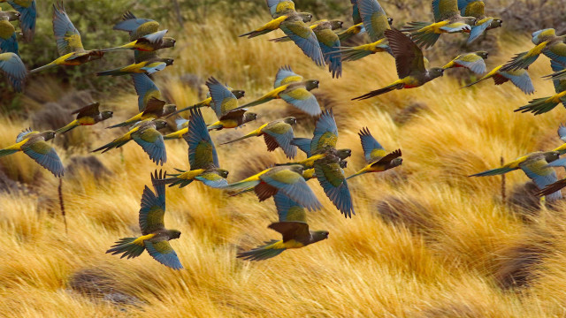 Flock birds over dry grass free wallpaper - medium preview image