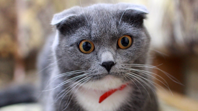 Gray cat red collar sad free wallpaper - medium preview image