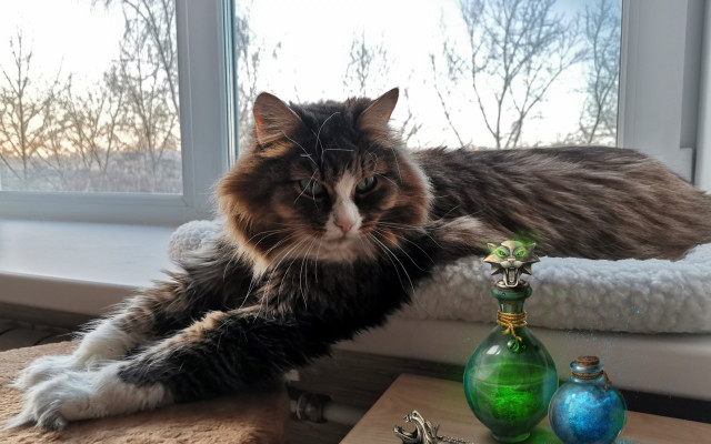 Cat window sill vases flower free wallpaper - medium preview image