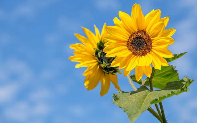 Sunflowers vase sunny day blue free wallpaper - medium preview image