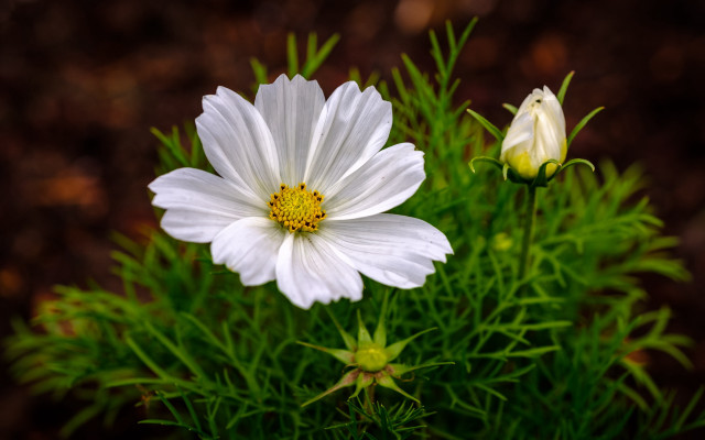 White flower yellow center macro #8 free wallpaper - medium preview image