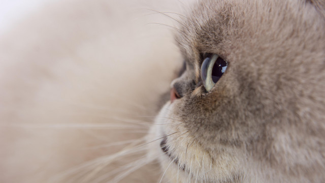 Cat closeup macro shallowdepth realistic free wallpaper - medium preview image