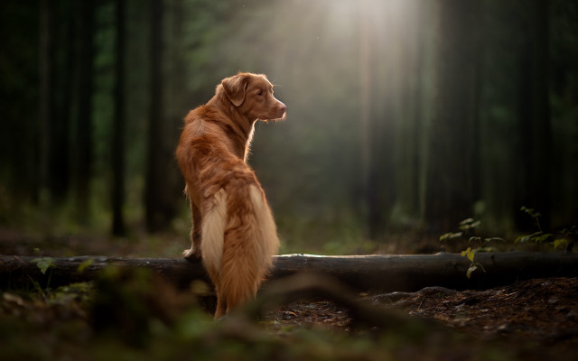Dog log woods sky sun free wallpaper - medium preview image