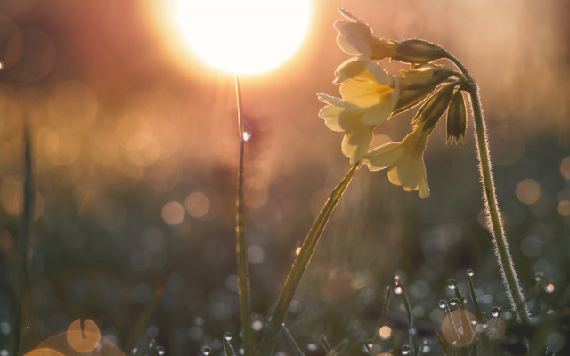 Yellow flower grass sunset bokeh free wallpaper - medium preview image