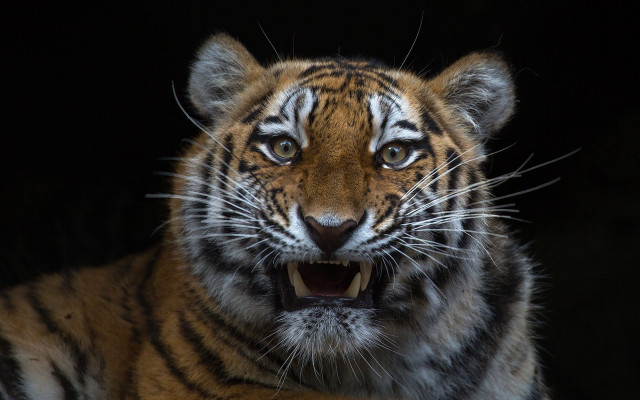 Tiger open mouth realistic animal free wallpaper - medium preview image