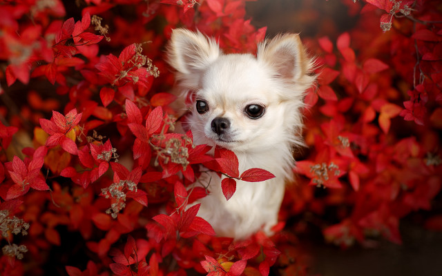 Small white dog red collar free wallpaper - medium preview image