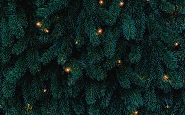 Pine tree lights forest night free wallpaper - medium preview image