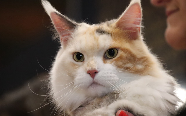 Cat held mirror rococo rounded free wallpaper - medium preview image