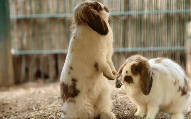 Rabbit reflection mirror fluxus flemish free wallpaper - medium preview image