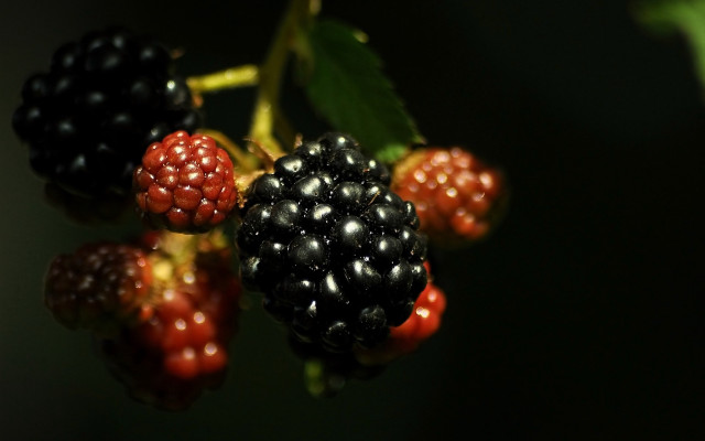 Berries closeup branch leaves dark free wallpaper - medium preview image