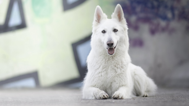 White dog shiba inu graffiti free wallpaper - medium preview image