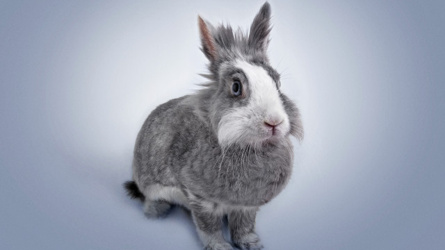 Gray white rabbit blue floor free wallpaper - medium preview image