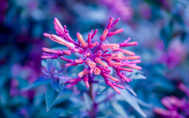 Purple flower bokeh macro plant free wallpaper - medium preview image