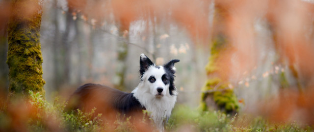 Dog forest autumn fire bushes free wallpaper - medium preview image