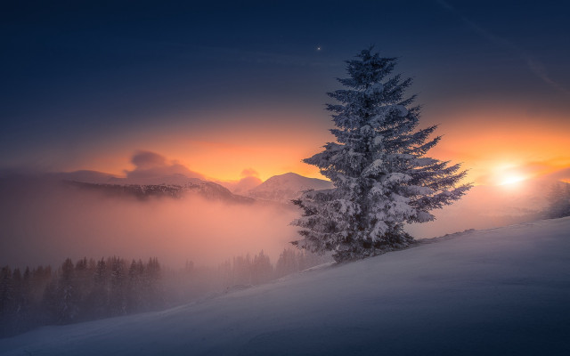 Lone tree snowy hill sunset free wallpaper - medium preview image