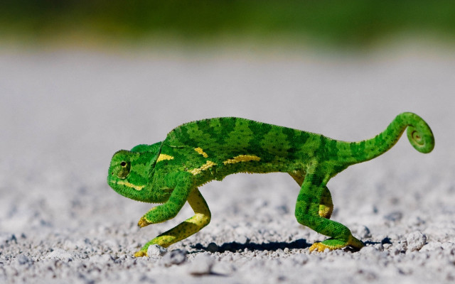 Small green lizard sandy ground free wallpaper - medium preview image