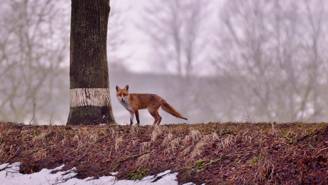 Fox tree snowy forest bird free wallpaper - medium preview image